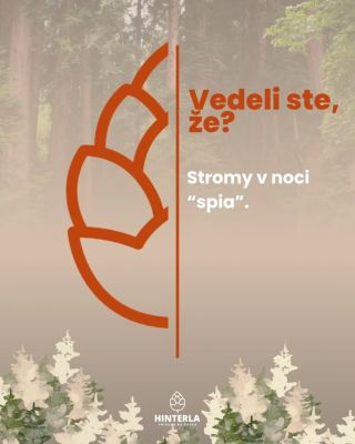 🤔 Vedeli ste, že stromy v noci „spia“? Nie tak ako ľudia, ale ich telo prechádza nočným režimom. Vetvy a listy sa po...